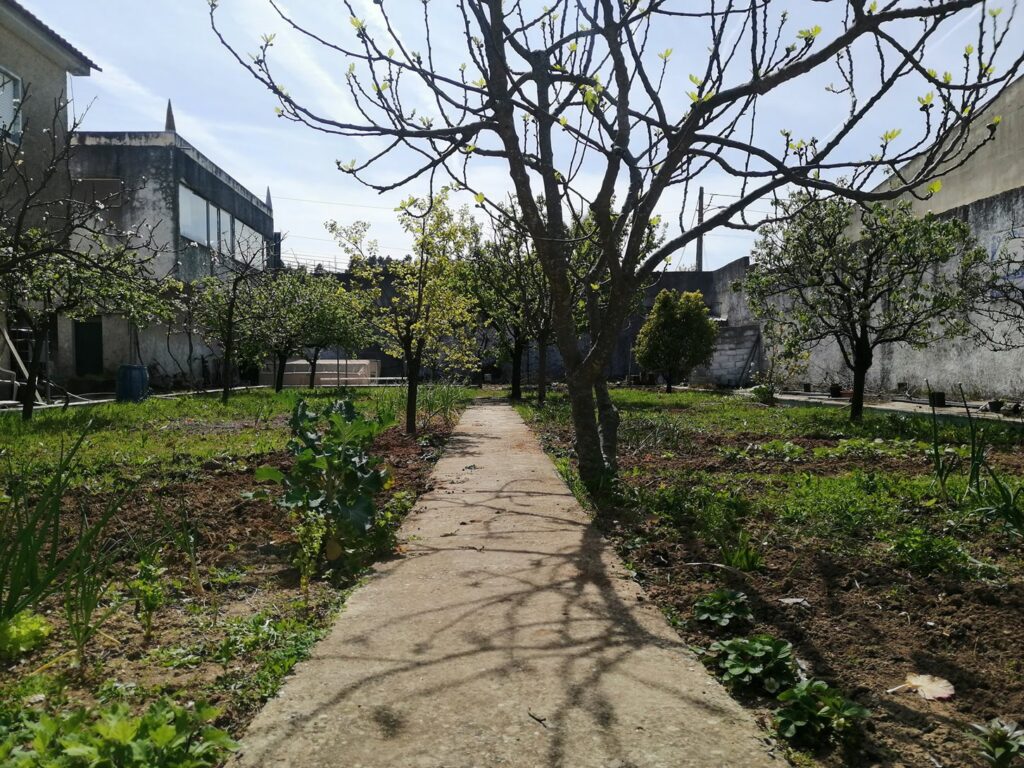 A horta da Mãe Conceição